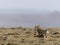 Beautiful shot of a Tibetan Sand Fox in an arid environment