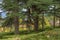 Beautiful shot of a tranquil park with green cedar trees and well-groomed shrubs