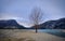 Beautiful shot of a tree an artificial water reservoir Cuber in Majorca, Spain