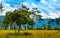 Beautiful shot a tree on a field of grasses with a thins clouds background