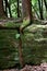 Beautiful shot of a tree root in the cook forest state park