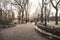 Beautiful shot of trees and concrete pathway of Central Park in New York City