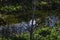 Beautiful shot of trees reflecting on a lake at Chadwick Lakes, Maltese Islands in Malta