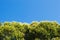 Beautiful shot of treetops on a clear blue sky background