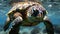 beautiful shot of a turtle in the open sea, with a diver blurred in the background