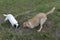 Beautiful shot of two cute dogs digging a hole in the yard