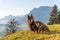 Beautiful shot of two cute dogs Rottweiler and a German Shepherd in the park