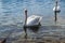 Beautiful shot of two elegant white swans gracefully gliding across a tranquil river