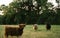 Beautiful shot of various colorful yaks in a field