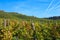 Beautiful shot of a vineyard with rows of grape trees