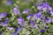 Beautiful shot of viola flowers in Royal Botanical Gardens in summer - perfect for background