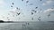 Beautiful shot of vulture flock dance Eagles flying circles in the sky and dive to catch food near the water area