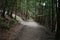 Beautiful shot of a walkway in cook forest state park
