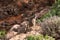 Beautiful shot of a wallaby on the rocky hills in Northern Territory, Australia