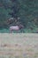 Beautiful shot of a wapiti walking in the grassland