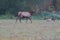 Beautiful shot of a wapiti walking in the grassland