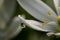 Beautiful shot of a waterdrop on a petal of a white flower