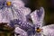 Beautiful shot of waterdrops on the petals of a purple flower