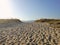 Beautiful shot of waving sand on the beach with green plants on a blue sky background