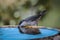 Beautiful shot of western Orphean warbler drinking water