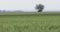 Beautiful shot of a wheat field with the horizon