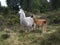 Beautiful shot of white and brown llamas standing next to each other in a forest