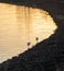 Beautiful shot of white great egrets birds wading on a lake shore at sunset