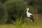 Beautiful shot of a white stork standing gracefully on the grass field