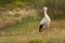 Beautiful shot of a white stork standing gracefully on the grass field