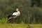 Beautiful shot of a white stork standing gracefully on the grass field