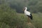 Beautiful shot of a white stork standing gracefully on the grass field