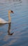 Beautiful shot of a white swan swimming in the water during sunset