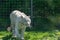 beautiful shot of a white tiger  on a metal cage background