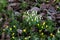 Beautiful shot of white and yellow snowdrop flowers