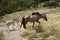 Beautiful shot of wild horses free through the prairies and mountains together in a herd