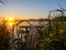 Beautiful shot of a wooden dock with plants during sunset