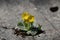 Beautiful shot of a yellow small flower plant bloomed from the ground. Isolated plant, survival