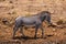 Beautiful shot of a zebra on muddy hills captured in Kenya, Nairobi, Samburu