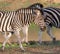 Beautiful shot of zebras group in a green field