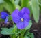 Beautiful  and showy Blue Garden Pansy.