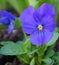 Beautiful  and showy Blue Garden Pansy.