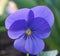 Beautiful  and showy Blue Garden Pansy.