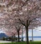 Beautiful and showy cherry  trees in bloom in the park with ocean view. Sakura blossom. Japanese cherry blossom.