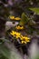 Beautiful Showy goldeneye (Heliomeris multiflora) flowers
