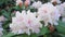 Beautiful and showy rhododendron shrub in bloom with delicate flowers close up.