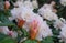 Beautiful and showy rhododendron shrub in bloom with delicate flowers close up.