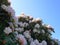 Beautiful and showy rhododendron shrub in bloom with delicate flowers close up on blue sky background.