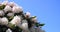 Beautiful and showy rhododendron shrub in bloom with delicate flowers close up on blue sky background.