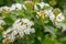 Beautiful shrub blooming in spring