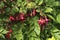 Beautiful shrub fuchsia with pink flowers